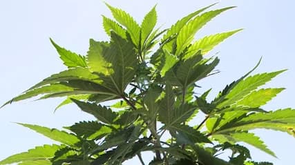 Foto de CSC CANNABIS ABOGADOS